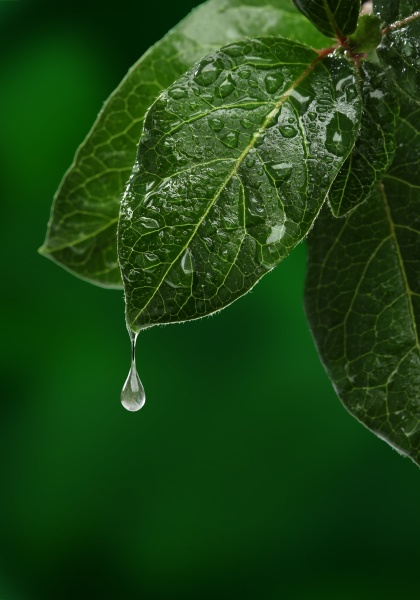 Frisches Blatt Mit Fallendem Wassertropfen Lizenzfreies Foto