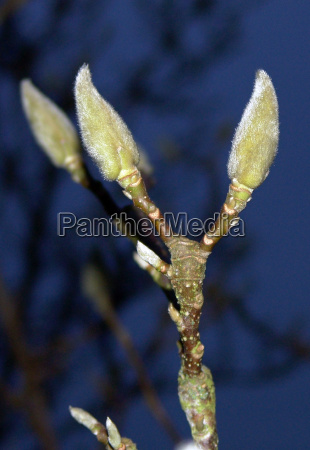 Magnolien Knospen Lizenzfreies Foto Bildagentur Panthermedia