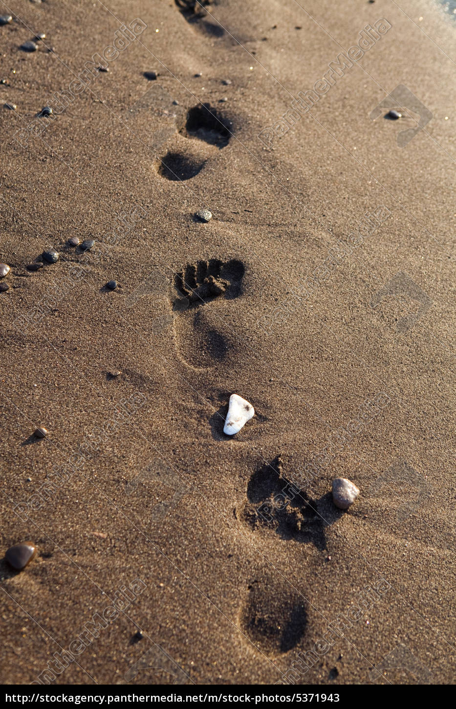 Fußabdrücke im Sand Lizenzfreies Bild 5371943 Bildagentur