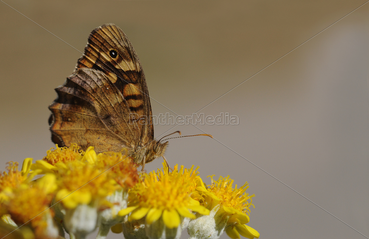 Schmetterling Lizenzfreies Foto 9456920 Bildagentur PantherMedia