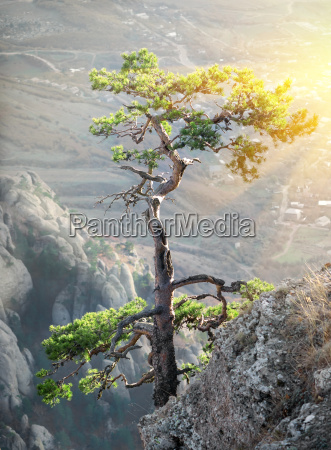 Baum Auf Dem Felsen Lizenzfreies Bild Bildagentur