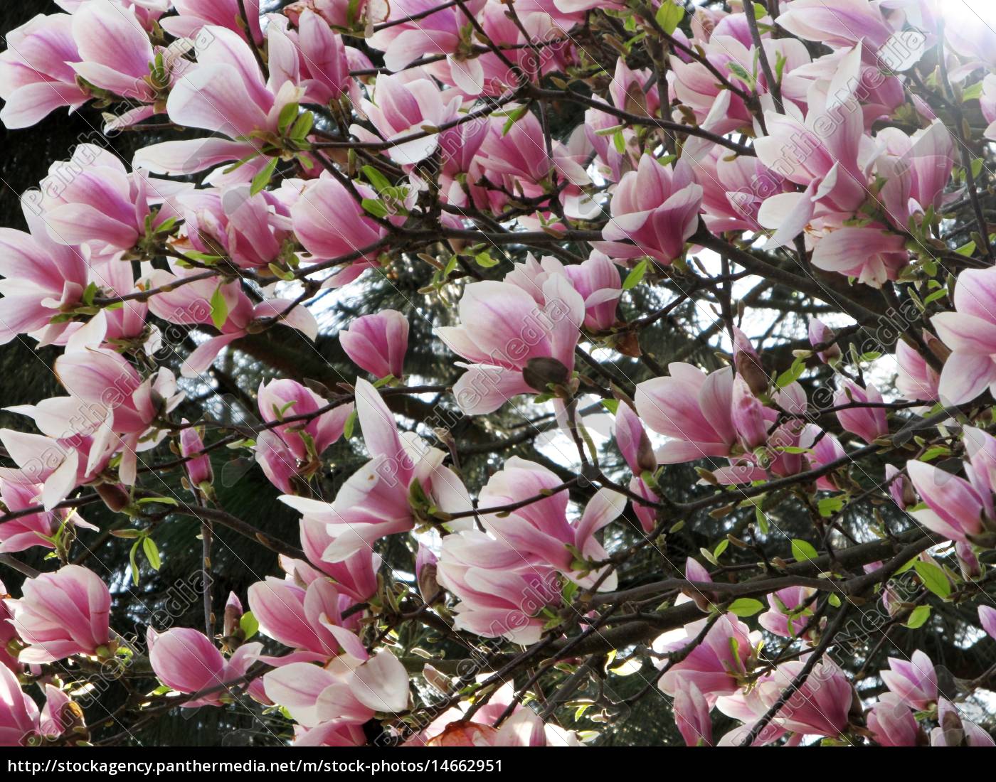 Magnolien Lizenzfreies Bild 14662951 Bildagentur PantherMedia