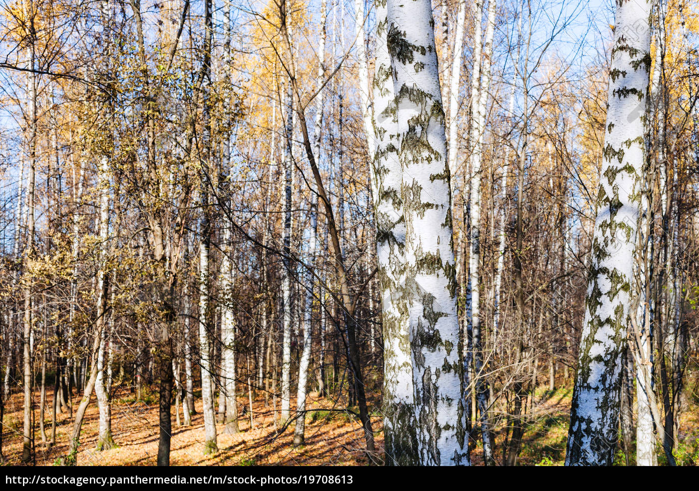 Birch Grove In Urban Park In Sunny Autumn Lizenzfreies Bild