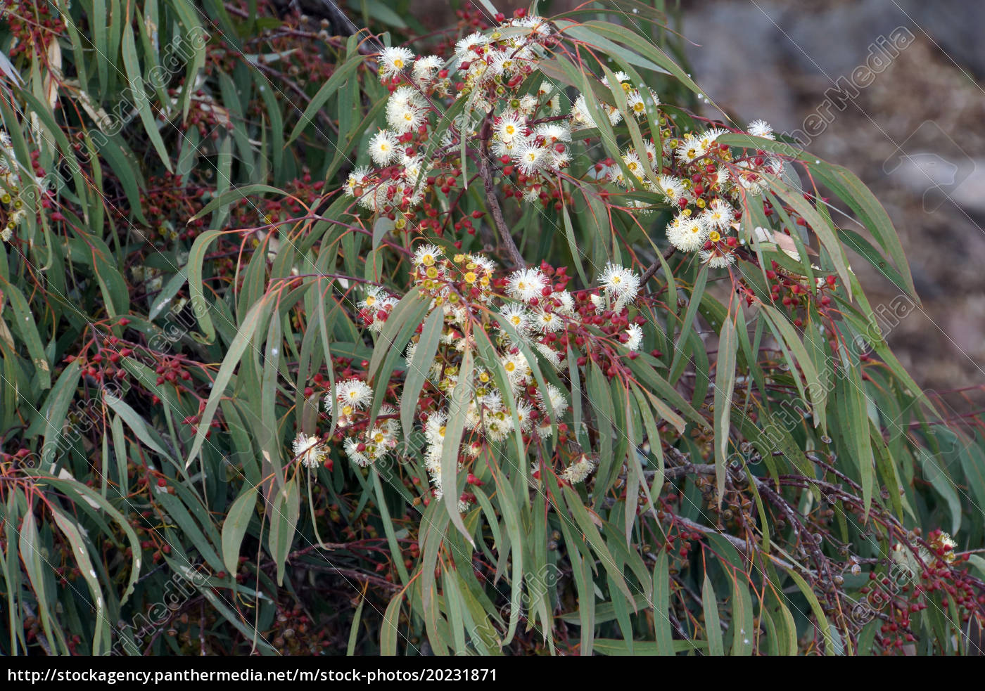 Eukalyptus Bl Te Eucalyptus Globulus Stockfoto