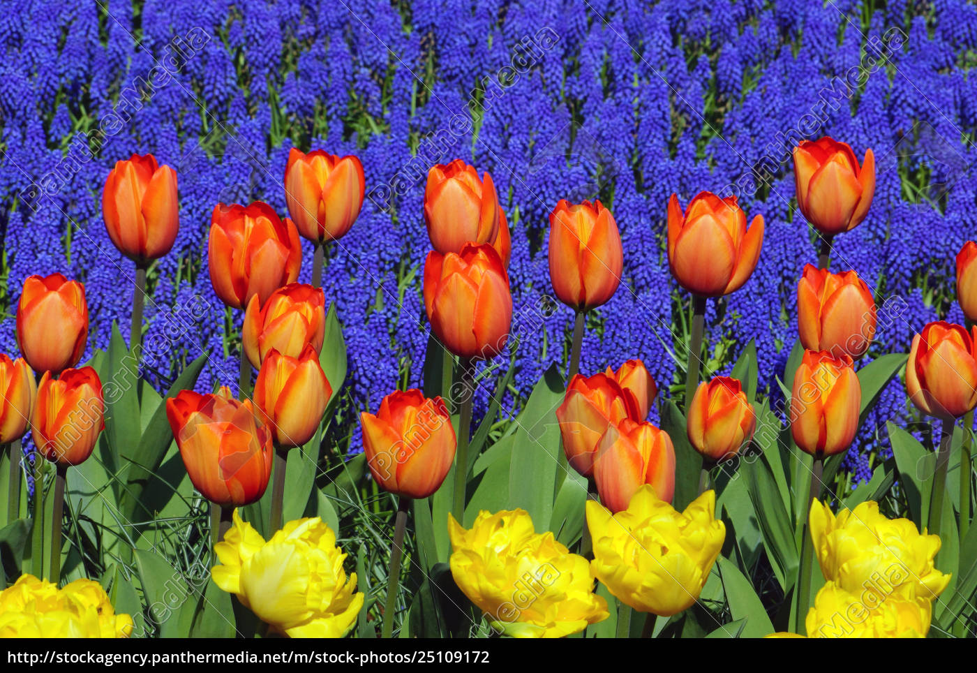 Bunte Tulpen Im Garten Fr Hling Lizenzfreies Foto