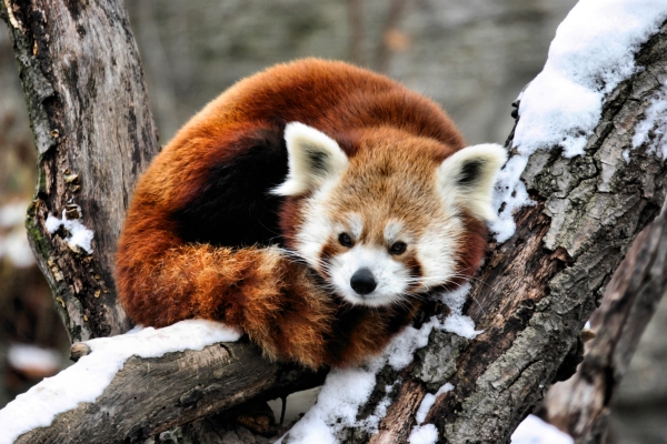 kleiner panda