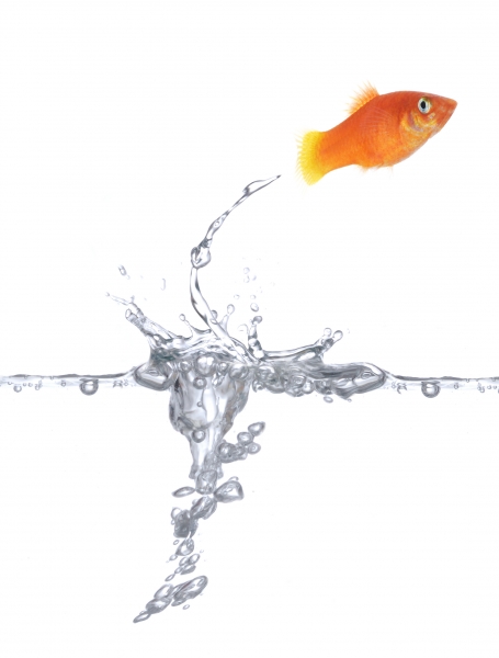 gluecklicher goldfisch