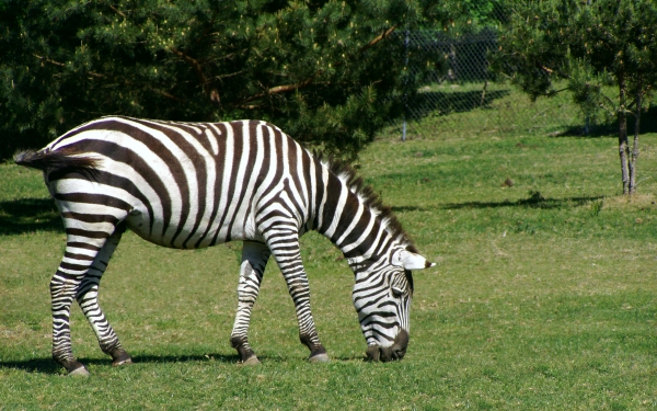 grasendes zebra