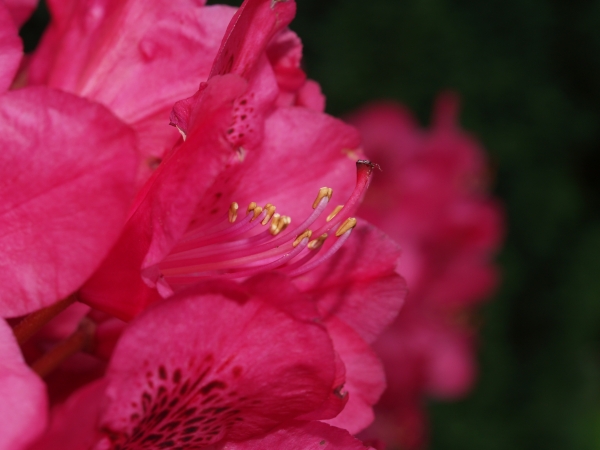 rhododendron nahaufnahme