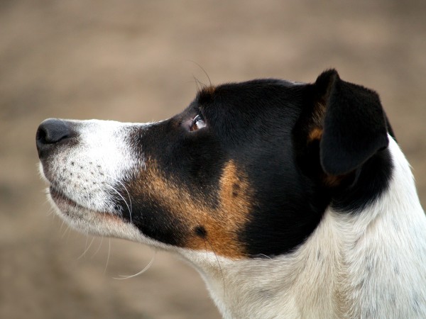 portrait jack russel terrier