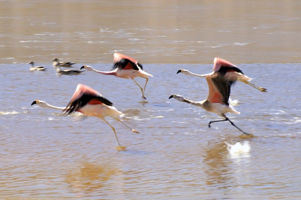 flamingos setzen zum flug an