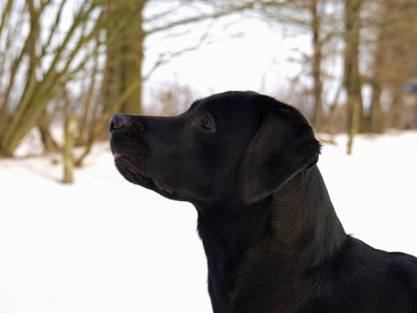 hundeportrait im schnee
