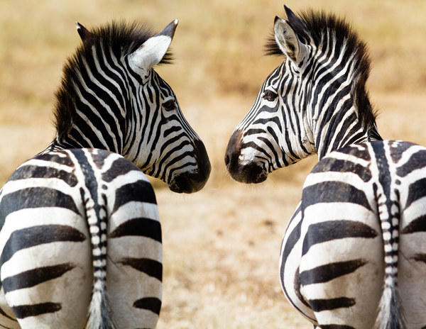 zebras beim drinken