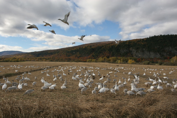 schneegaense in naturschutzgebiet kanada