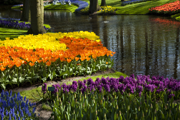 tulpen hintergrund