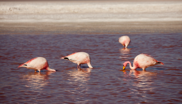 flamingos in lagune bolivien