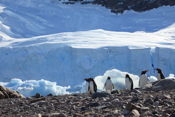 eselspinguine in der antarktis