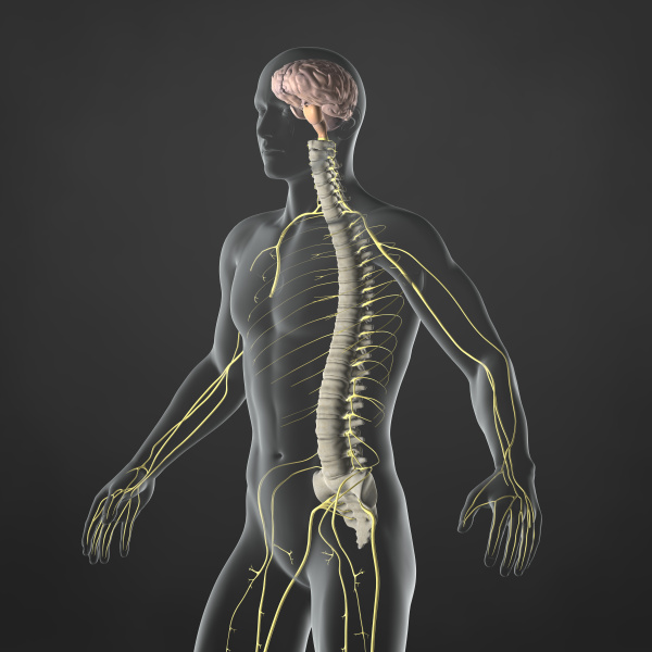 nervoeses system