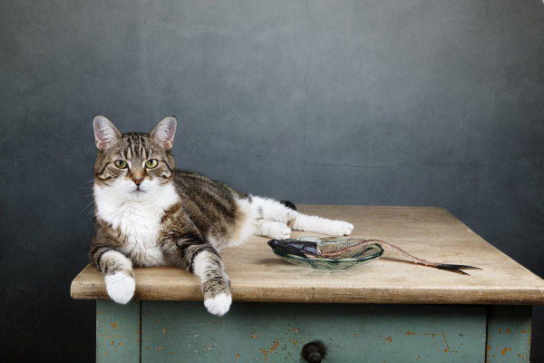 katze und hering