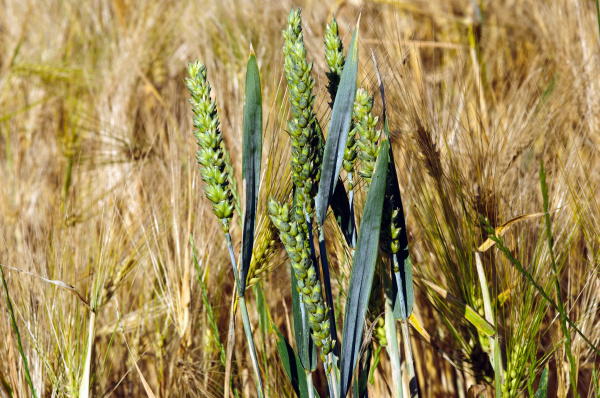 Getreide-Nahaufnahme - Stock Photo #9055310 | Bildagentur PantherMedia