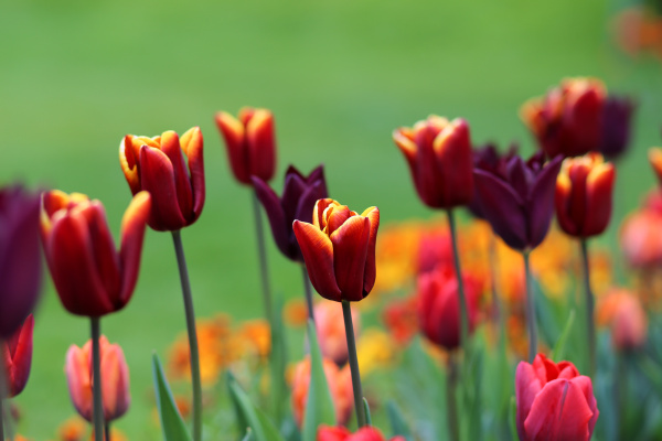bunte tulpenblueten