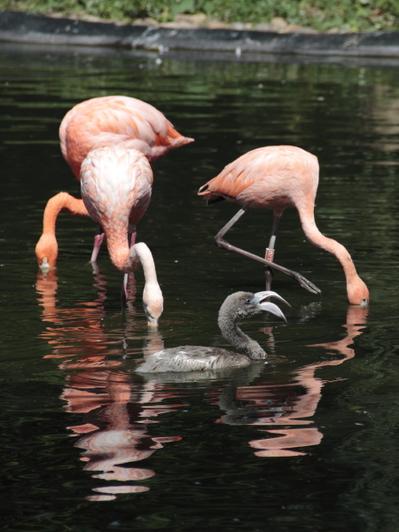 flamingos mit jungtier