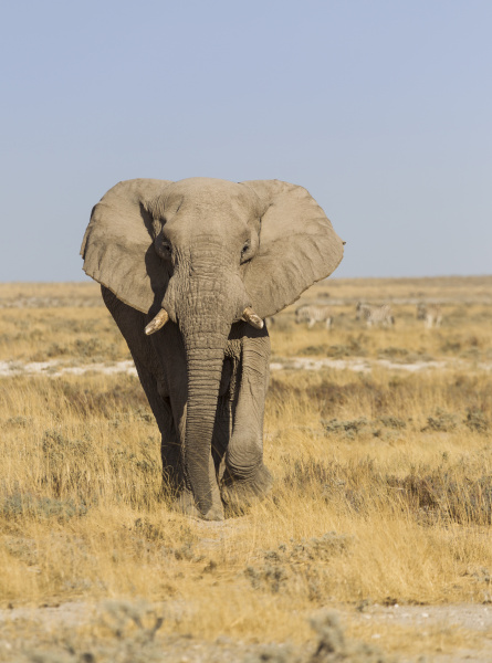 afrikanischer elefant