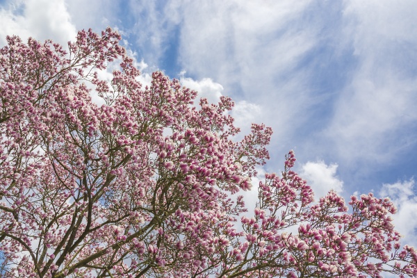 halb magnolien halb himmel