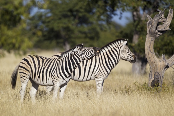 ebene zebra gemeinsame zebra burchell zebra