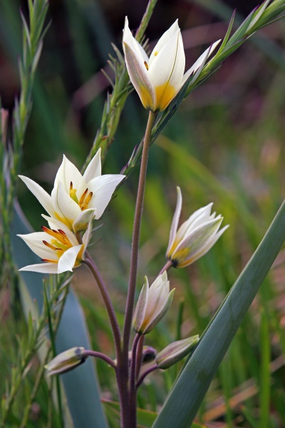Turkestanische Tulpe Tulipa turkestanica Stockfoto 11249223