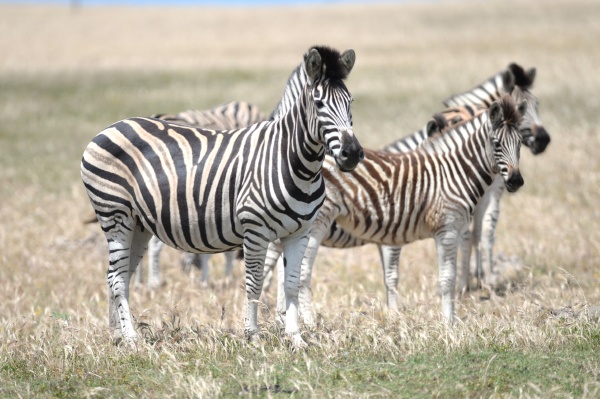 wilder zebra