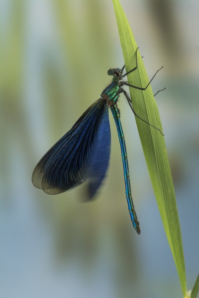blaufluegel prachtlibelle
