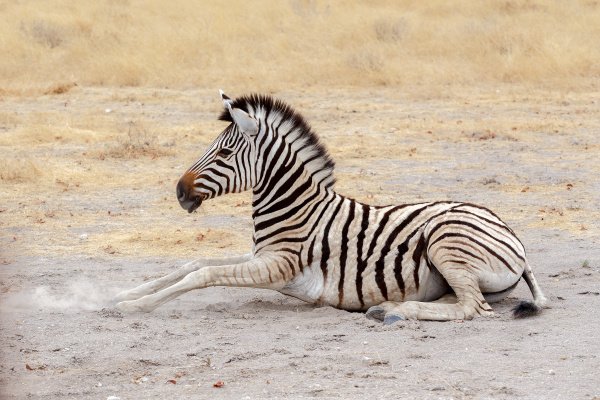 liegenden kleinen zebra im afrikanischen busch