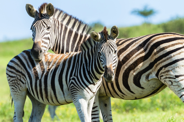 zebra kalb wildlife