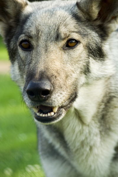 hund wachhund zaehne beissen bissig wolf