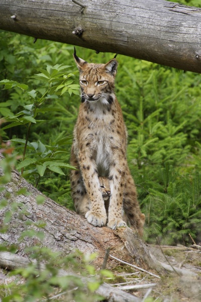 luchs lynx lynx