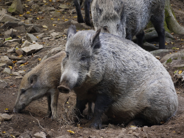 wildschweinfamilie im wald