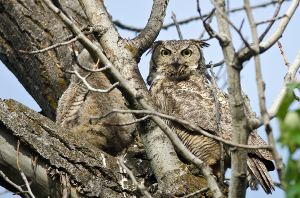 grosse horned owl macht direkten augenkontakt