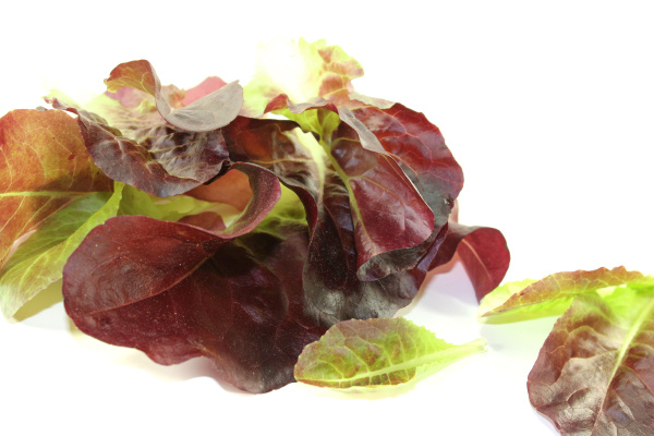 knackiger roter Salat - Stockfoto #14398959 | Bildagentur PantherMedia