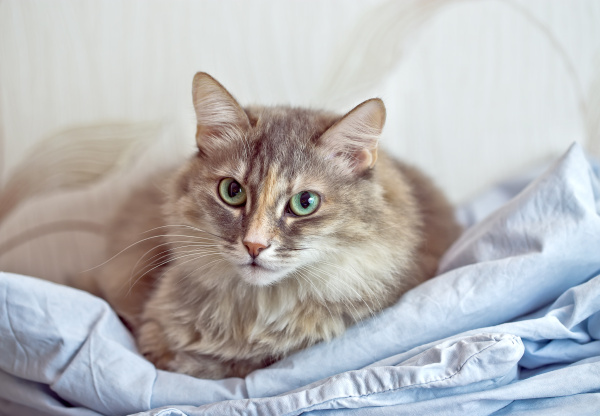 katze liegt bequem in einem gewebe