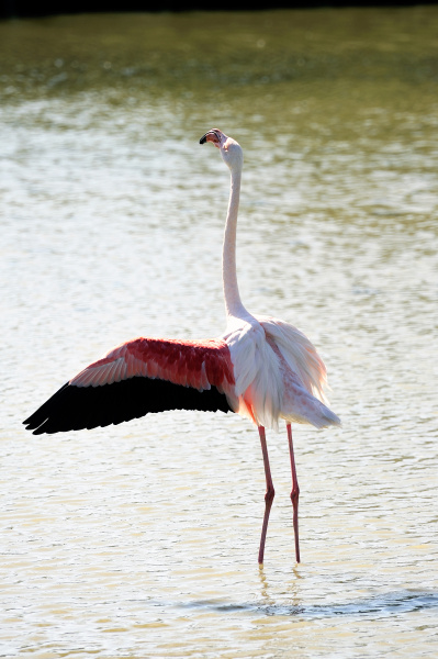 flamingos in camargue