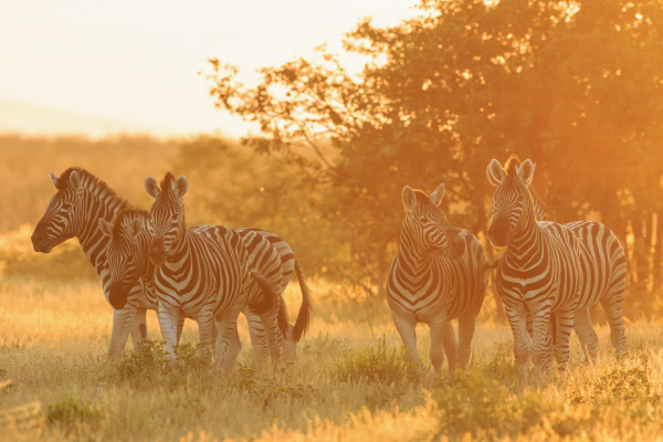 namibia etosha national park ebenen zebras