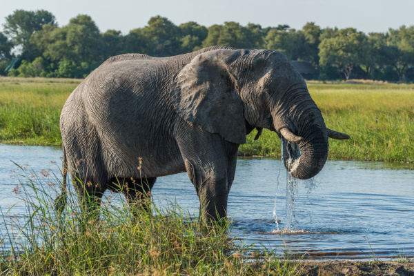 elephant trinken vom fluss mit stamm