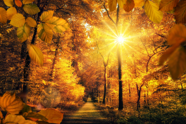 Goldener Herbst Mit Viel Sonne Im Wald Lädt Zu Einem - Lizenzfreies ...