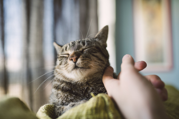 hand des mannes streicht getigerte katze