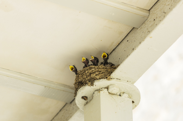 vier hungrige junge schwalben im nest