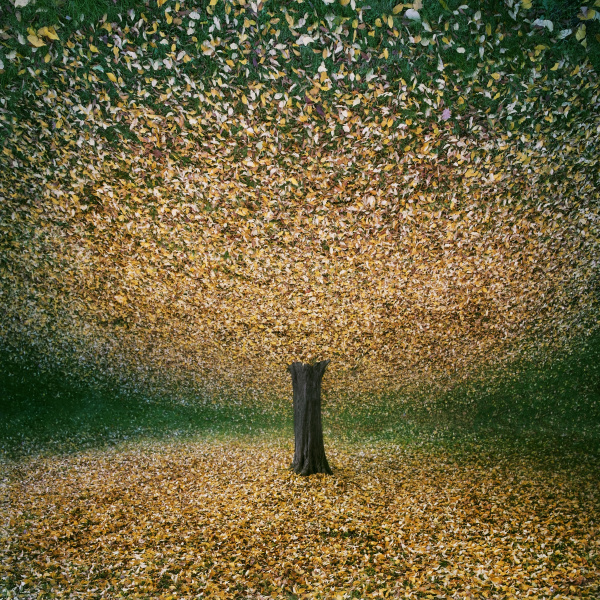 herbst blaetter spiegelbild