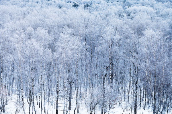 birkenhain im schnee in kalten wintermorgen