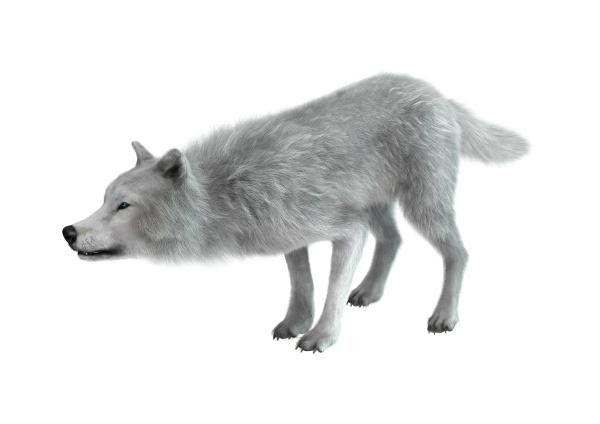 3d rendering arctic wolf auf weiss