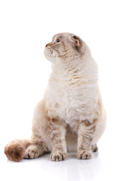 lop eared schottische katze isoliert